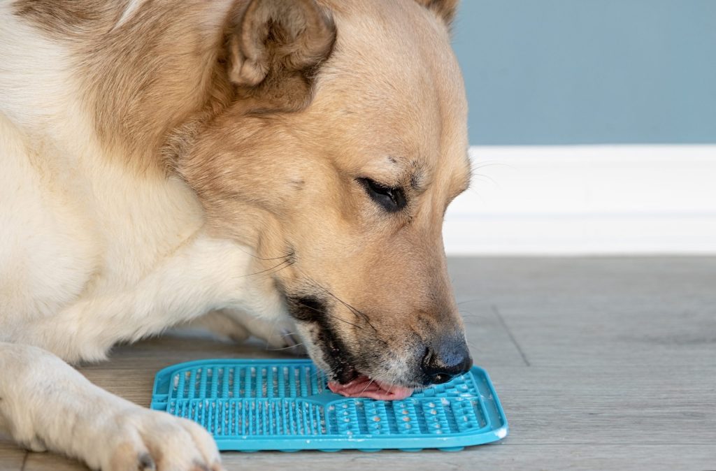 cute dog using silicone lick mat for eating food slowly