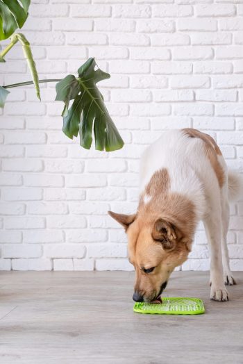 dog using lick mat for eating food slowly